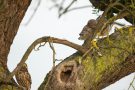 Steinkauz-Ästlinge mit Elternvogel