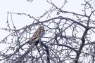 Sumpfohreule in einem Obstbaum