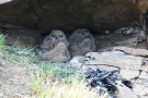 Uhu-Küken (Bubo bubo)