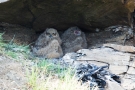 Uhu-Küken (Bubo bubo)