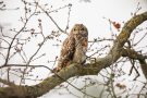 Sumpfohreule auf einem Obstbaum