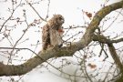 Sumpfohreule auf einem Obstbaum