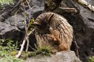 Mit den riesigen, gefährlichen Krallen kratzt sich das Uhu-Weibchen in Augennähe