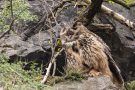 Das Uhu-Weibchen bewacht die Nisthöhle...