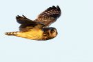 Sumpfohreule (Asio flammeus) im Flug