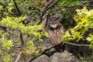 Derweil sitzt das kleinere Uhu-Männchen ca. 50 Meter weiter in einem Baum