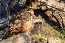 Uhu-Ästling mit Altvogel