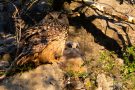 Uhu-Ästling mit Altvogel