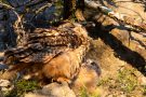Uhu-Ästling mit Altvogel