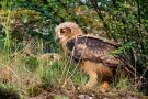 Die Uhu-Kinder machen sich teils fliegend, teils kletternd auf den Weg nach oben