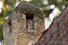 Waldkauz im Schornstein