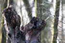 Waldkauz am De Wittsee