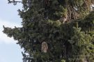 Zwei Eulen in einem Nadelbaum