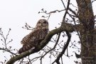 Sumpfohreule im Apfelbaum