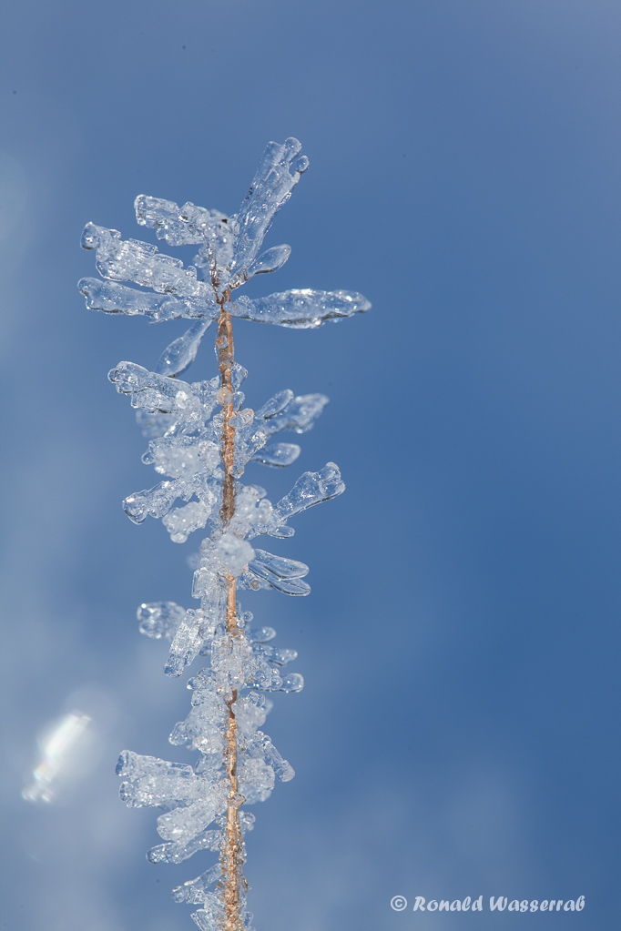 Schneekristalle im Tiefenhäuserner Moor
