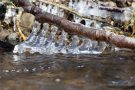 Ast mit Eisgebildenin der Kall
