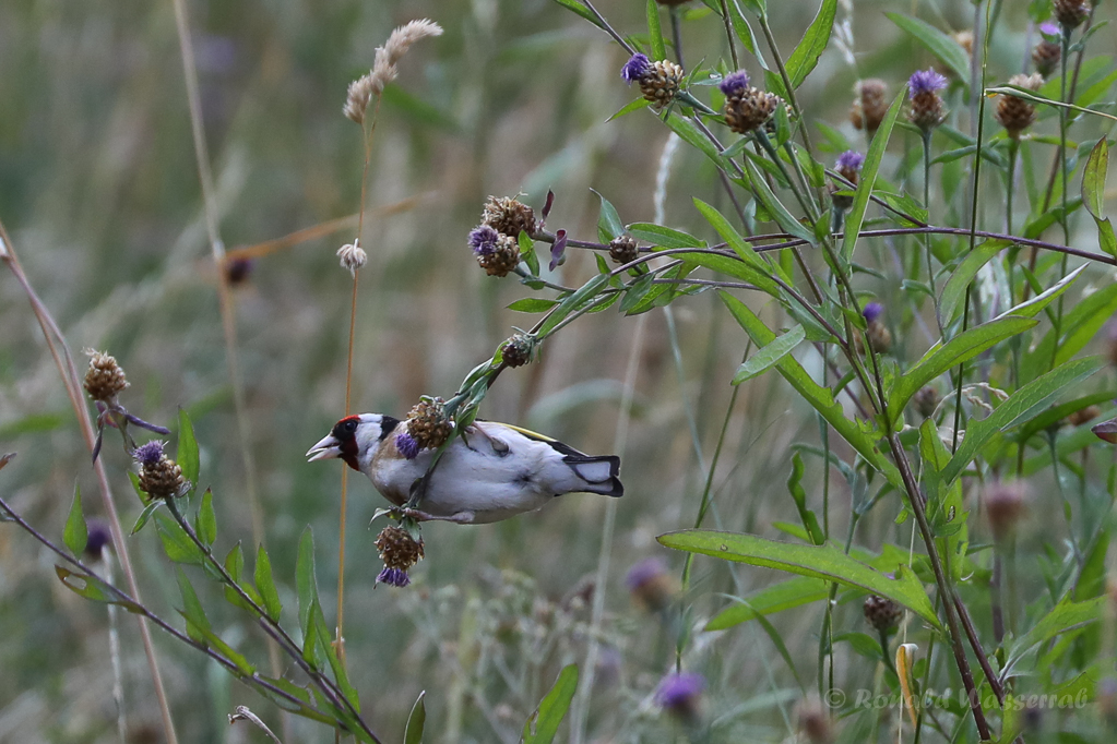 Stieglitz (Carduelis carduelis)
