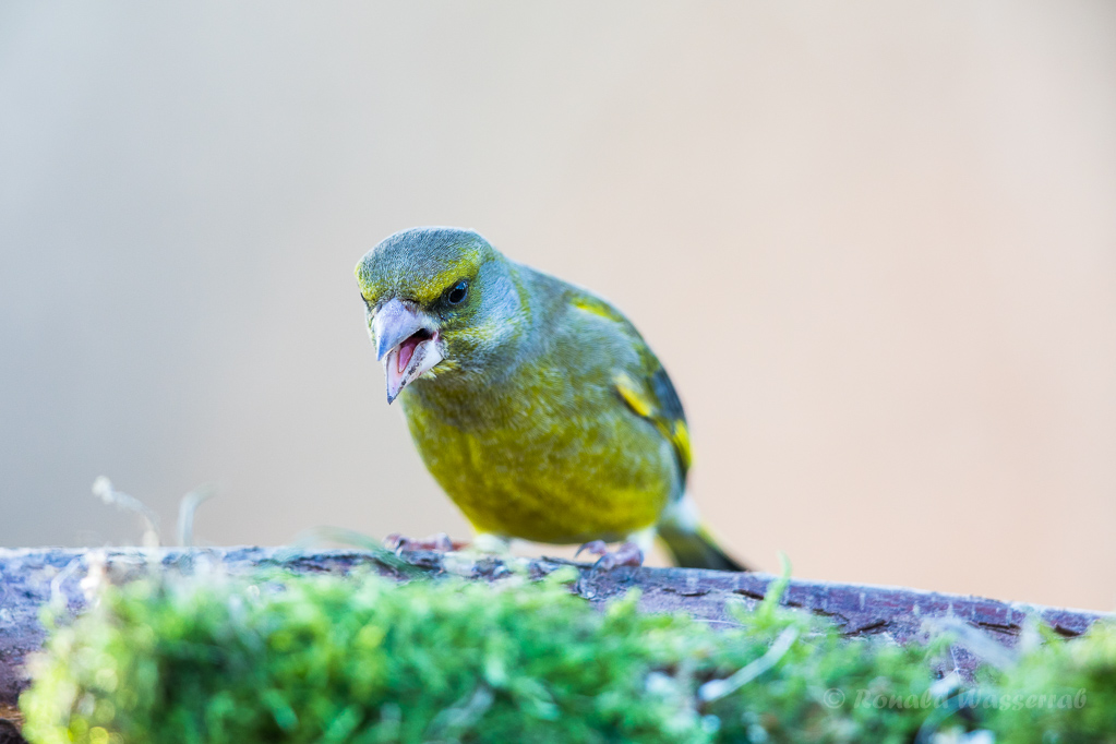 Grünfink (Chloris chloris, Syn.: Carduelis chloris)