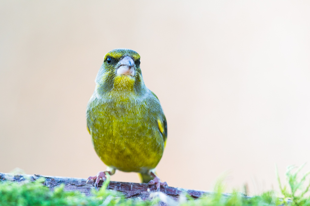 Grünfink (Chloris chloris, Syn.: Carduelis chloris)