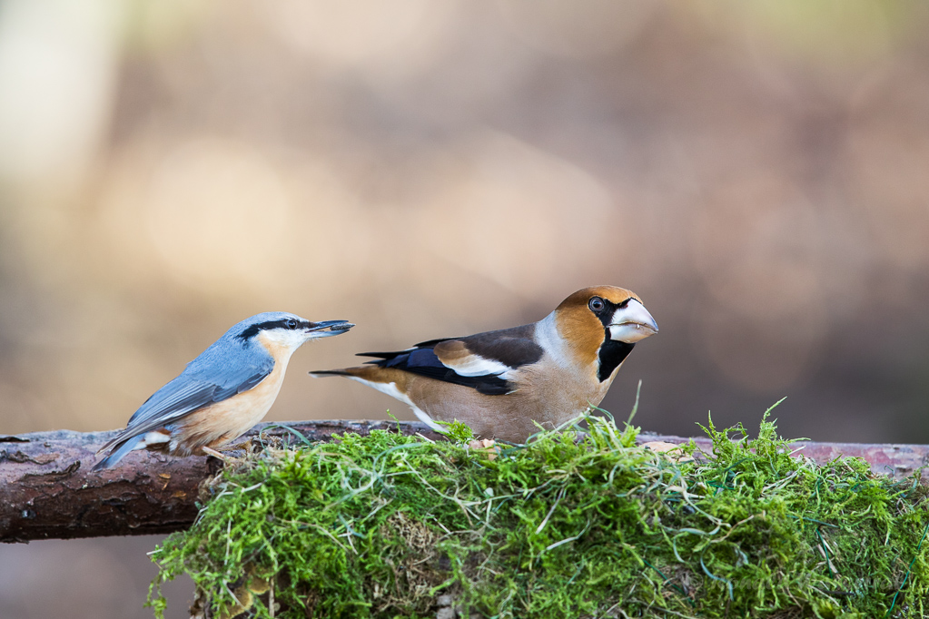 Kernbeißer (Coccothraustes coccothraustes) mit Kleiber