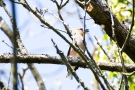 Kernbeißer (Coccothraustes coccothraustes)