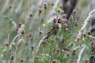 Stieglitz (Carduelis carduelis)