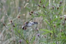 Stieglitz (Carduelis carduelis)