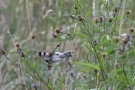 Stieglitz (Carduelis carduelis)