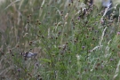 Stieglitz (Carduelis carduelis)