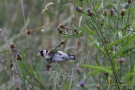 Stieglitz (Carduelis carduelis)