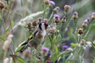 Stieglitz (Carduelis carduelis)