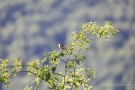 Stieglitz (Carduelis carduelis)