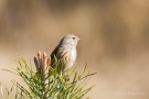 Bluthänfling (Carduelis cannabina)