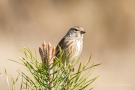 Bluthänfling (Carduelis cannabina)