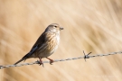 Bluthänfling (Carduelis cannabina)