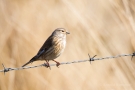 Bluthänfling (Carduelis cannabina)