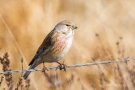 Bluthänfling (Carduelis cannabina)