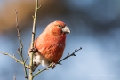 Kiefernkreuzschnabel (Loxia pytyopsittacus) Driebergen (NL)