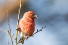 Kiefernkreuzschnabel (Loxia pytyopsittacus) Driebergen (NL)