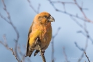 Kiefernkreuzschnabel (Loxia pytyopsittacus) Driebergen (NL)