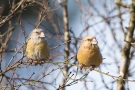 Kiefernkreuzschnäbel (Loxia pytyopsittacus) Driebergen (NL)