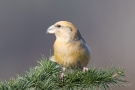 Kiefernkreuzschnabel (Loxia pytyopsittacus) Driebergen (NL)