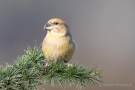 Kiefernkreuzschnabel (Loxia pytyopsittacus) Driebergen (NL)