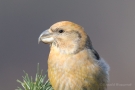 Kiefernkreuzschnabel (Loxia pytyopsittacus) Driebergen (NL)