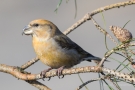 Kiefernkreuzschnabel (Loxia pytyopsittacus) Driebergen (NL)