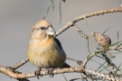 Kiefernkreuzschnabel (Loxia pytyopsittacus) Driebergen (NL)