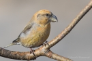 Kiefernkreuzschnabel (Loxia pytyopsittacus) Driebergen (NL)