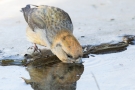 Kiefernkreuzschnabel (Loxia pytyopsittacus) an der Wasserstelle