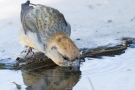 Kiefernkreuzschnabel (Loxia pytyopsittacus) an der Wasserstelle