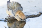 Kiefernkreuzschnabel (Loxia pytyopsittacus) an der Wasserstelle